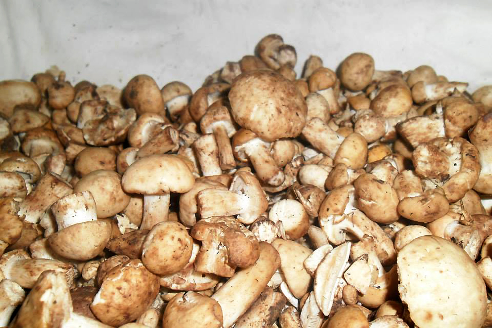 FunghiSpignoli01